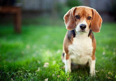 Ted Beagle Branco