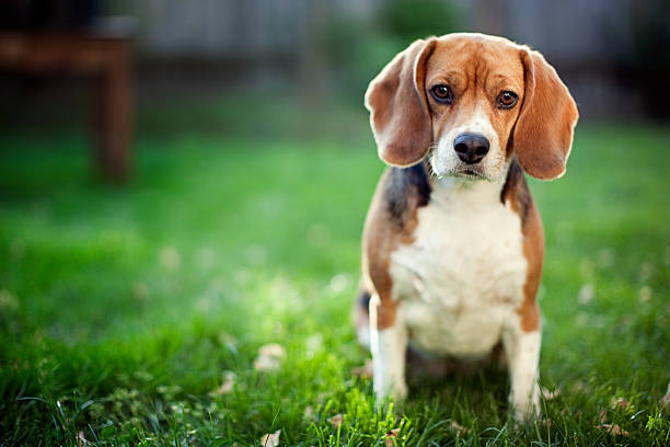 Ted Beagle Branco