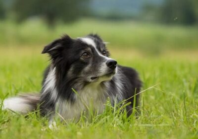Border Collie Lara