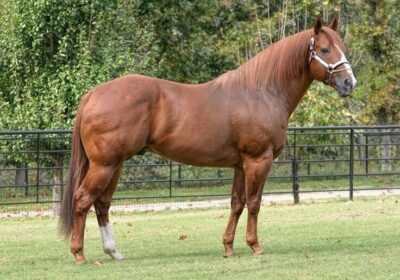 Cavalo Quarto de Milha