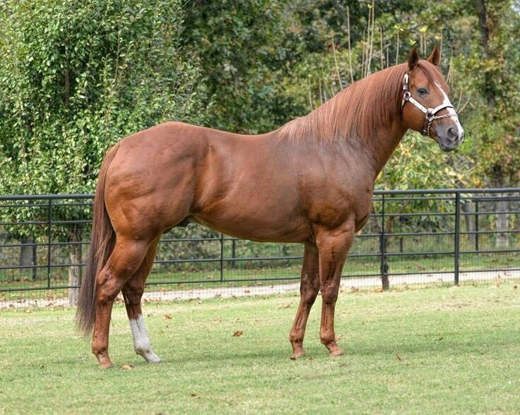 Cavalo Quarto de Milha