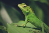 Iguana Verde