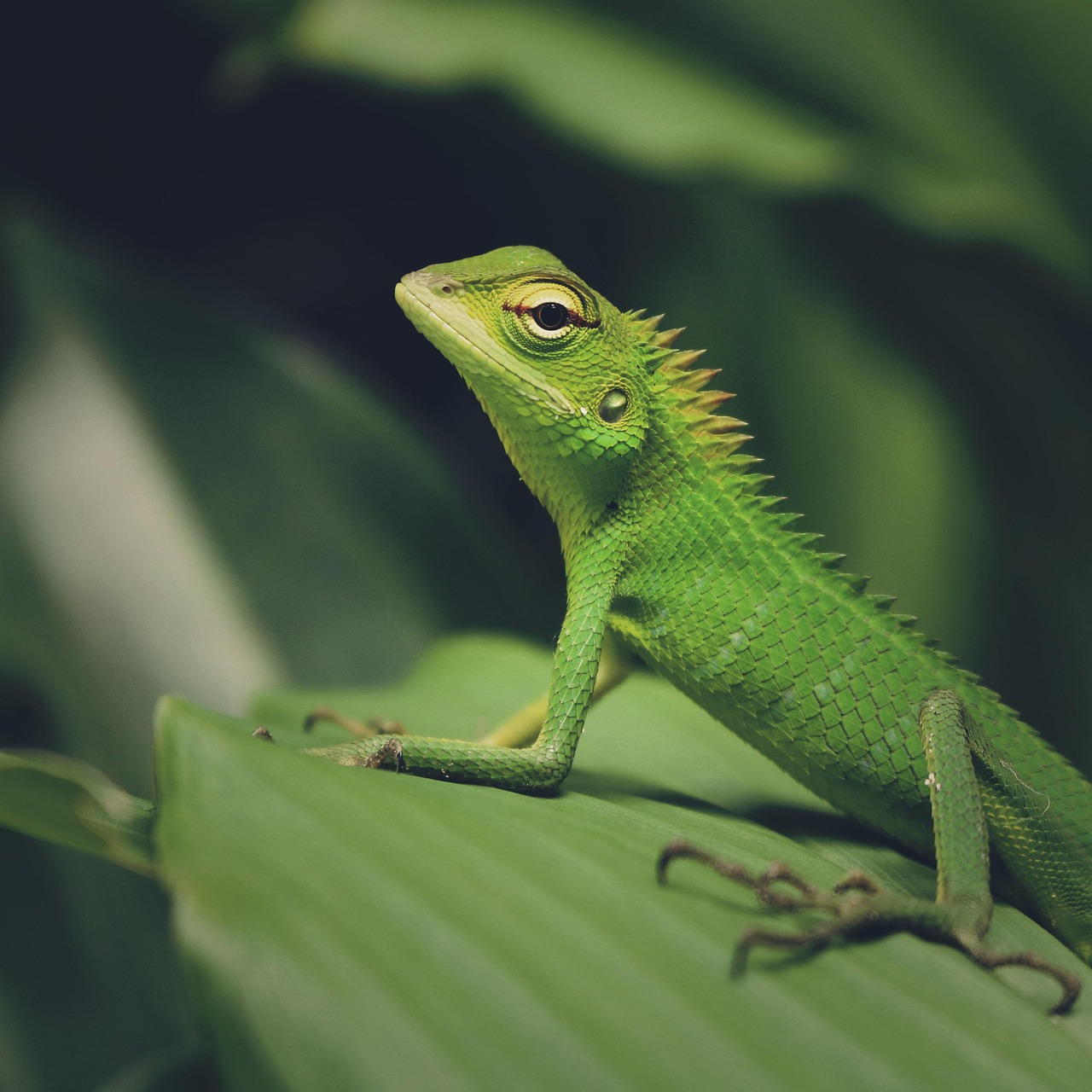 Iguana Verde