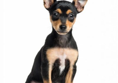 Pinscher Preto