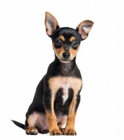 Pinscher Preto