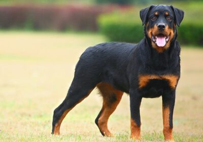 Rex