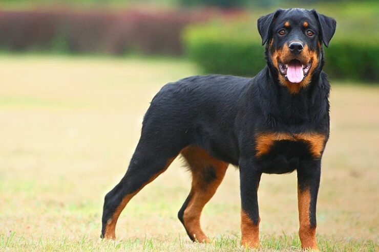 Rex