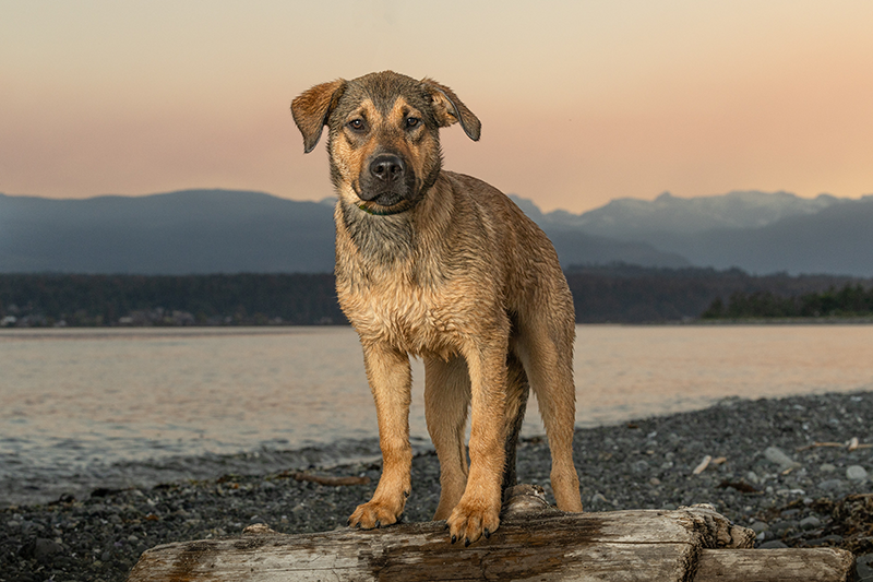 Vira-lata Marron Claro