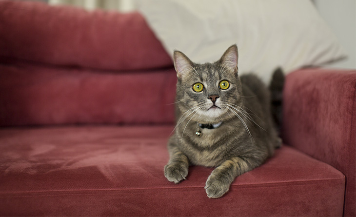 Nano Gato Cinza